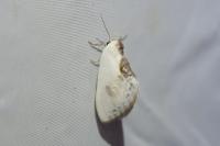Cilix glaucata