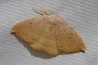 Watsonalla uncinula