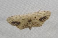 Idaea dimidiata