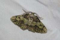 Cleorodes lichenaria