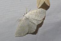 Cabera exanthemata