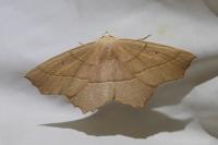 Gerinia honoraria