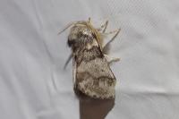 Thaumetopoea processionea