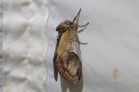 Notodonta ziczac