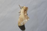 Ptilodon cucullina