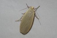 Collita griseola