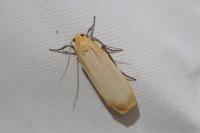 Katha depressa
