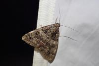 Catocala coniuncta