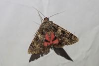 Catocala coniuncta