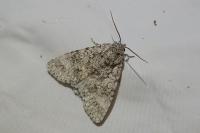 Acronicta megacephala
