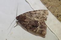 Amphipyra pyramidea