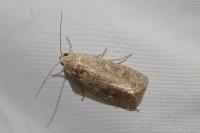 Spodoptera exigua
