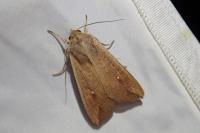 Mythimna unipuncta