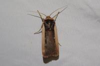 Ochropleura leucogaster
