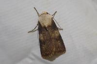 Agrotis puta
