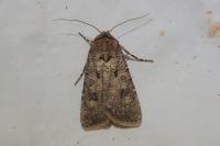 Agrotis segetum