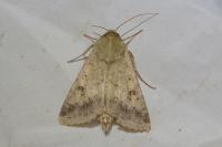 Helicoverpa armigera