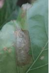 Tischeria ekebladella