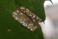 Phyllonorycter messaniella