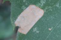 Phyllonorycter messaniella