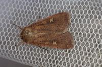 Xestia xanthographa