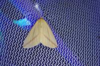 Rhodometra sacraria
