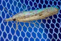 Agriphila geniculea