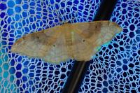 Idaea degeneraria