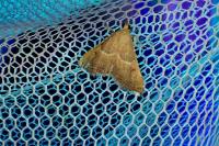 Endotricha flammealis
