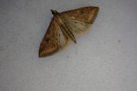 Udea ferrugalis