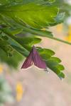 Pyrausta inornatalis