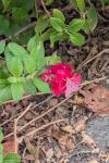 Pyrausta inornatalis