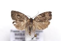 Apotomis semifasciana