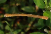 Lythria purpuraria