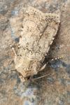 Agrotis segetum