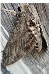 Agrius convolvuli