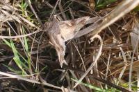 Autographa gamma