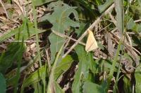 Rhodometra sacraria