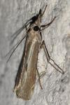 Agriphila geniculea