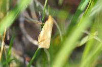 Rhodometra sacraria