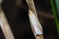Rhodometra sacraria