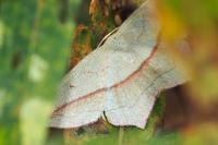 Timandra comae