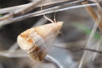 Eublemma parva
