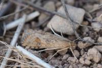 Nomophila noctuella