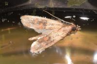 Plodia interpunctella