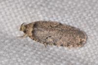 Agonopterix curvipunctosa