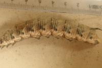 Agrius convolvuli