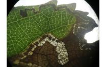 Stigmella