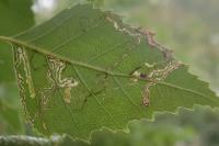 Stigmella betulicola