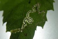 Stigmella betulicola